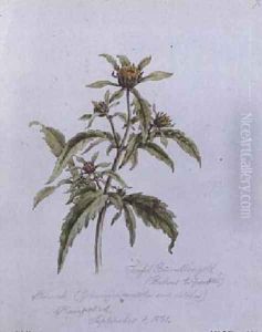 Trifid Burr-Marigold by William James Linton