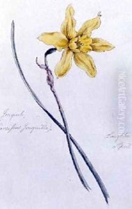 Jonquil painted at Loughton 15th April 1859 by William James Linton