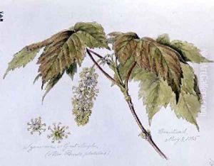 Sycamore or Great Maple