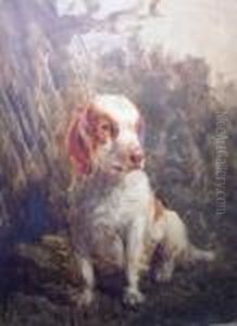 Spaniel