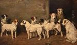Eight Wire Fox Terriers In A Kennel
