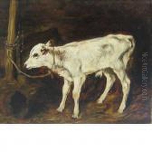 Study Of A Calf - view 1
