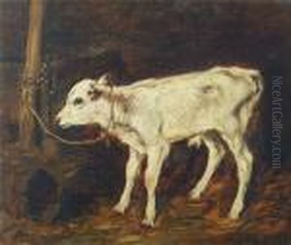Calf Tethered To Stake - view 1