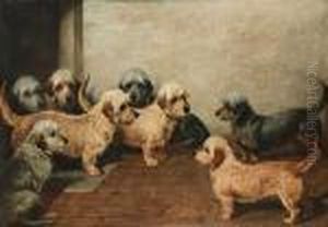 Eight Dandie Dinmonts by John Emms