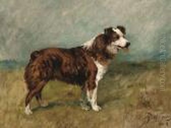 Bill, A Collie - view 1