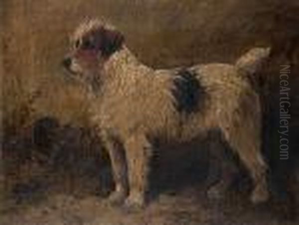 Rough-coated Terrier - view 1