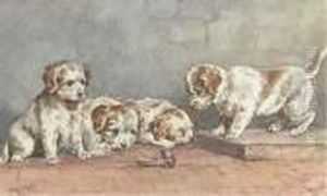 Puppies On A Step Puppies On A Step