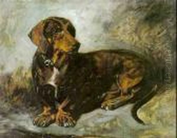 Dachshund - view 1