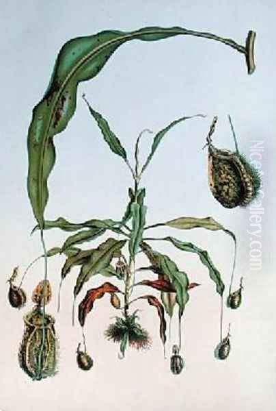 Nepenthes Hookeriana - view 1