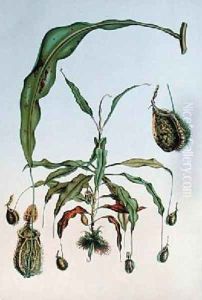 Nepenthes Hookeriana by Lambotte, P.