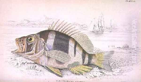 Plate 22 Plectropoma Puella - view 1