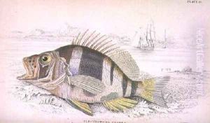 Plate 22 Plectropoma Puella by William Home Lizars