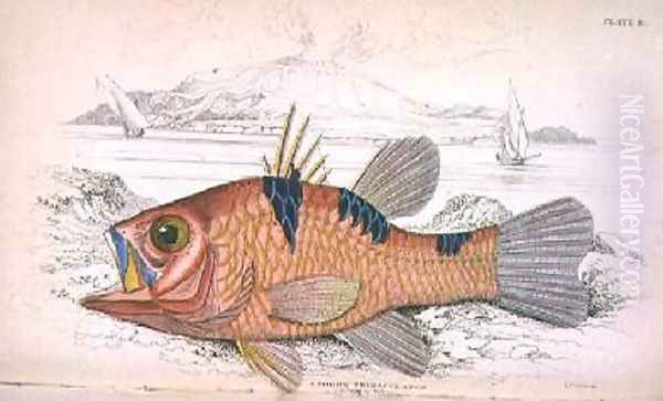 Plate eleven Apongon Trimaculatus - view 1