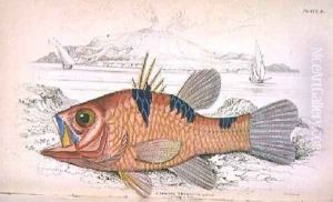 Plate eleven Apongon Trimaculatus by William Home Lizars