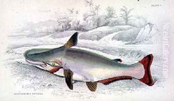 Plate 9 Hypothalmus Davalla - view 1