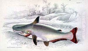 Plate 9 Hypothalmus Davalla