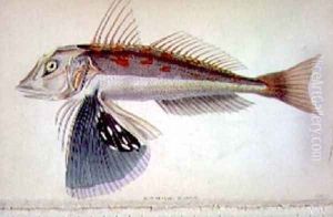 New Zealand Gurnard by William Home Lizars