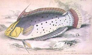 Plate 25 Painted Labrus by William Home Lizars