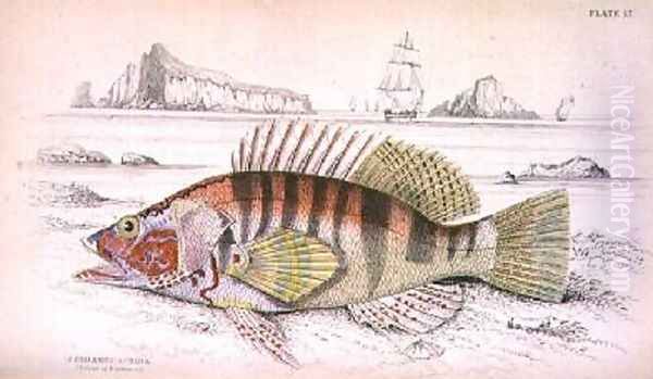 Plate 17 Serbanus Scriba - view 1