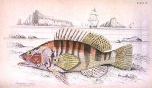 Plate 17 Serbanus Scriba by William Home Lizars
