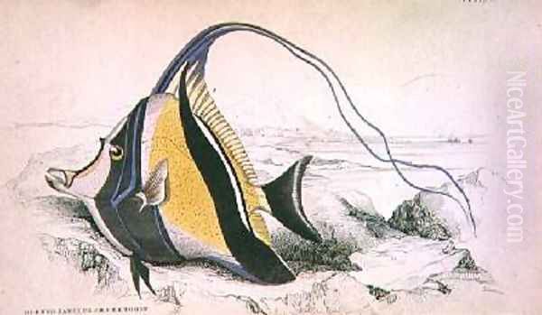 Plate 9 Horned Zanchus or Chaetodon - view 1