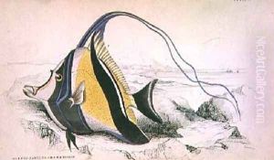 Plate 9 Horned Zanchus or Chaetodon by William Home Lizars
