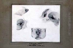 Studies of the Artists Dog by Lord Frederick Leighton