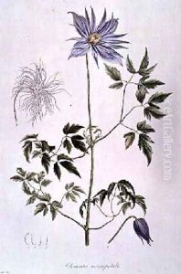 Clematis macropetala by C. F. Ledebour