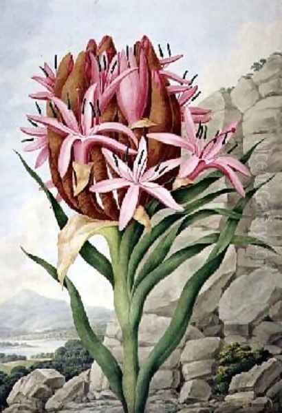 Spear Lily Doryanthes excellsa 1823 - view 1