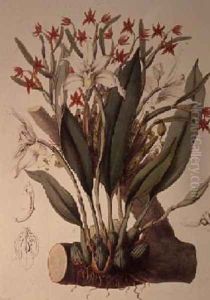 Orchid Diothonca imbricata and Maxillaria eburnea from SertumOrchidaceum 1838 by John Lindley