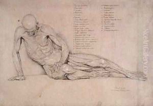 An Ecorche Study of the Dying Gaul 1840 by William Linnell
