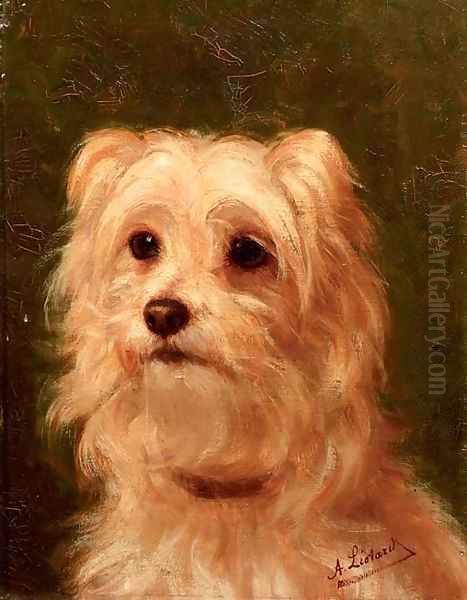 Cairn terrier - view 1