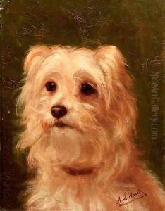 Cairn terrier