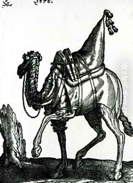 Camel - view 1