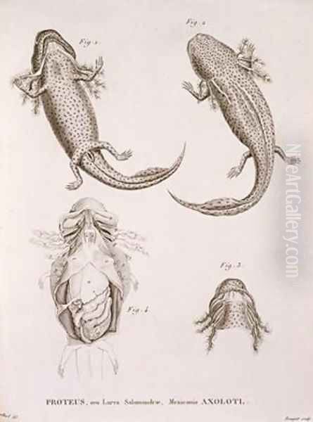 Proteus Salamander Mexican Axolotl - view 1