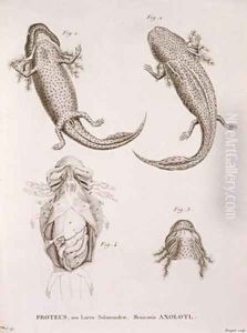 Proteus Salamander Mexican Axolotl