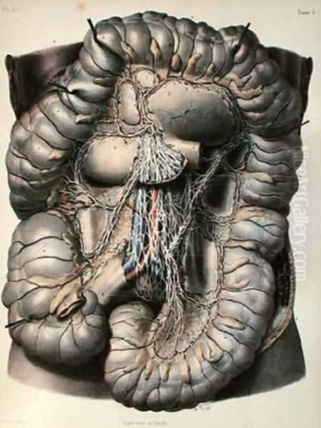 The nerves of the large intestine - view 1