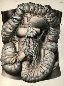 The nerves of the large intestine by Leveille