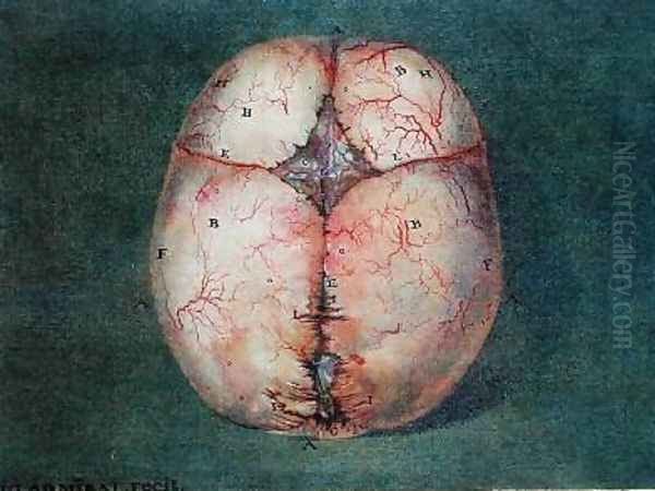 The Brain - view 1
