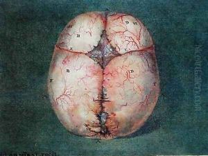 The Brain by Jan or Joannes Ladmiral