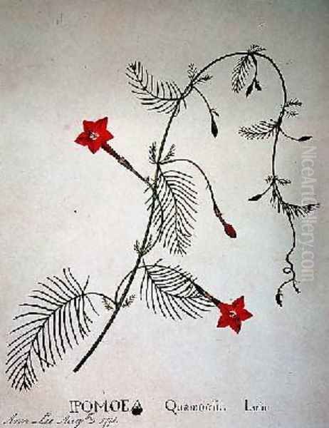 Cypress Vine Ipomoea quomoclit - view 1