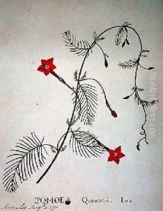 Cypress Vine Ipomoea quomoclit by Anna Lee