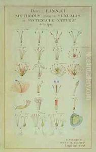 Illustration of the Linnean Plant Sexual System