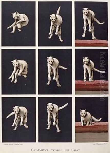 How a Cat Falls - view 1
