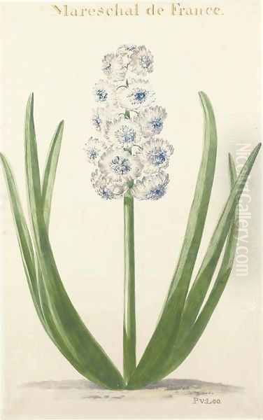 Mareschal de France A Hyacinth - view 1