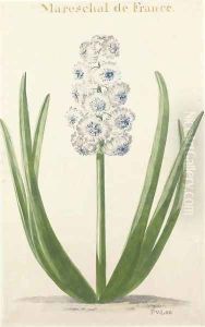 Mareschal de France A Hyacinth by Pieter van Loo