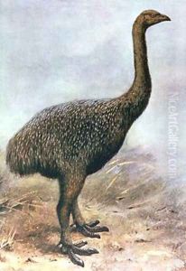 Lesser Megalapteryx Lesser Megalapteryx