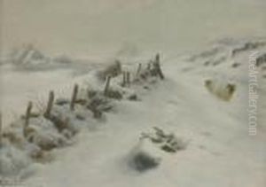 Black Faced Sheep On Snowy Farm Track