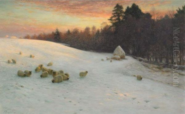 Sheep In Deep Snow At Sunset - view 1