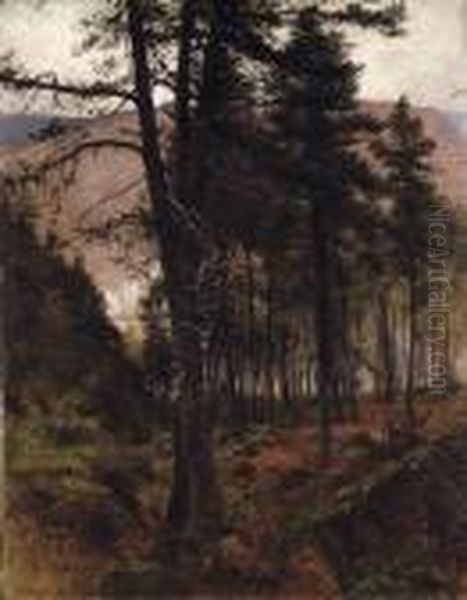 Woods In Braemar - view 1